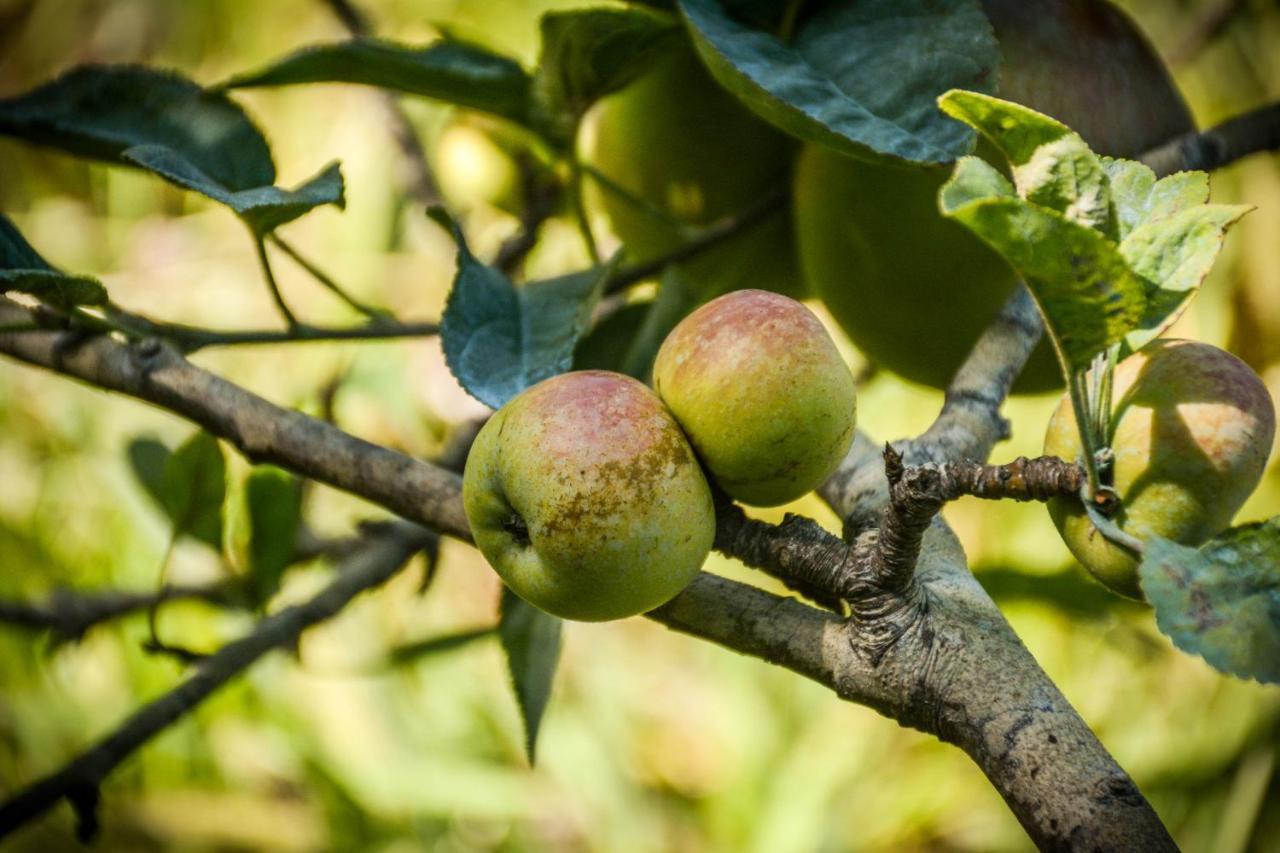 Quinta Dos Frutos Villa Santa Cruz da Graciosa Ngoại thất bức ảnh